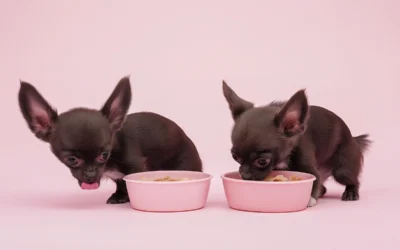 Chiens de petite taille : alimentation pour chihuahuas adaptée